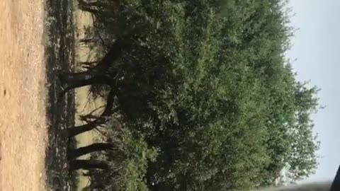 Ostrich walks up to car and eats treat out of ladies hand then bites at phone recording