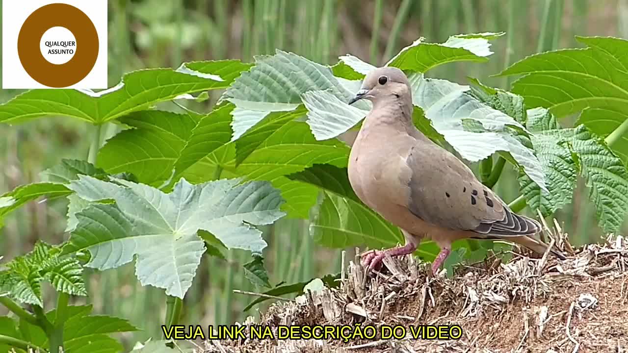 CANTO DE PÁSSAROS SILVESTRE/WILD BIRD CORNER