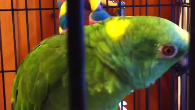 Double yellow amazon parrot talking