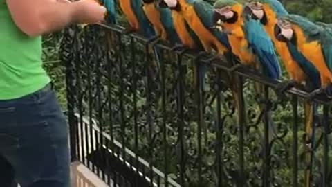 Feeding a Line of Parrots