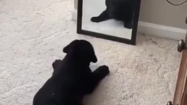 Funny Labrador Retriever puppy fooled by the mirror! What a nuisance is this know?