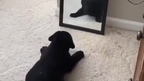 Funny Labrador Retriever puppy fooled by the mirror! What a nuisance is this know?