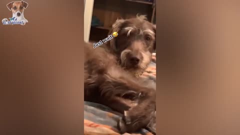 Wanna Feel Happy All Day Long_ Then Watch These Adorable Pets 🥰