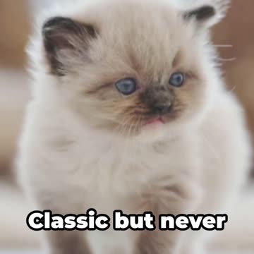 Top 10 most adorable pets