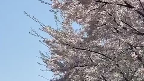 Cherry blossom ending