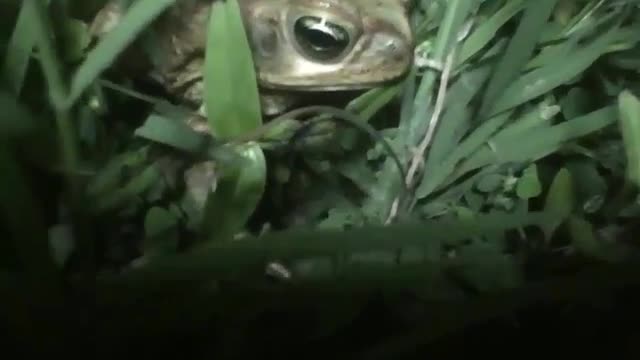 Sapinho filmado à noite na grama, me deixou gravar e não fugiu da cena [Nature & Animals]