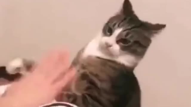 the very crazy cat