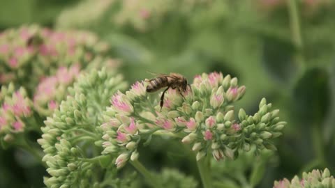 Honeybee on a Bunch of Flowers