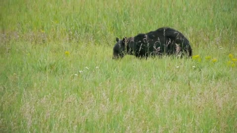 CUTE Bear roaming Yellowstone National Park