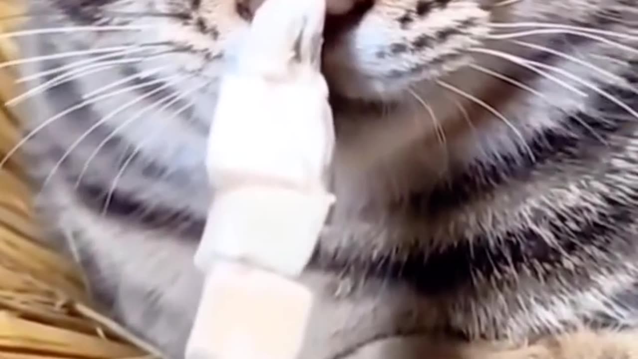 Cats 🐈