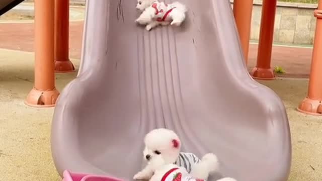 Cute and funny Pomeranian video