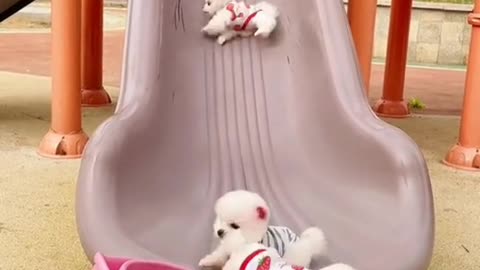 Cute and funny Pomeranian video