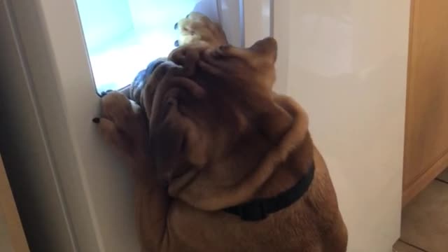 Smart dog knows how to work refrigerator's ice machine