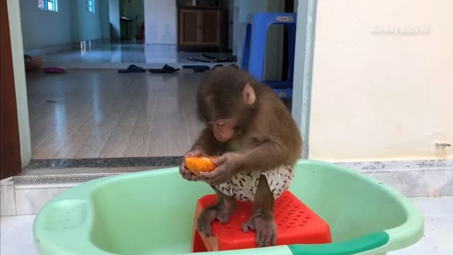 Baby Monkey play