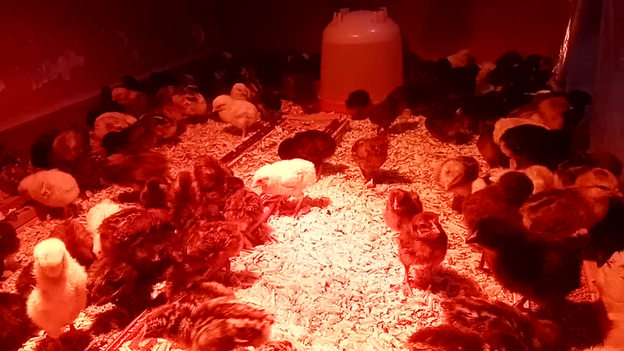 My chickens