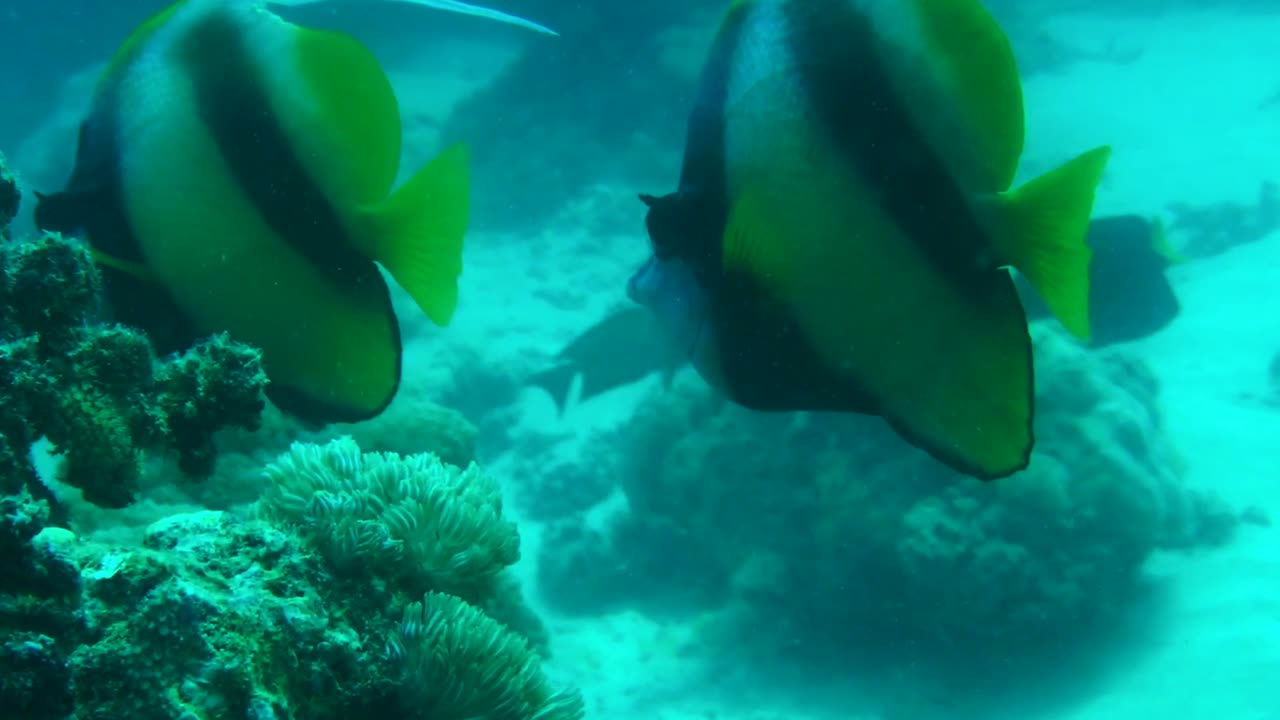 NO SOUND - Bannerfish