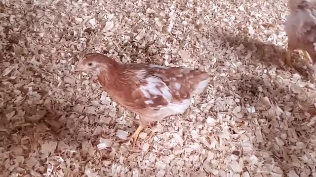 Red Star Chickens - 6 Weeks Old