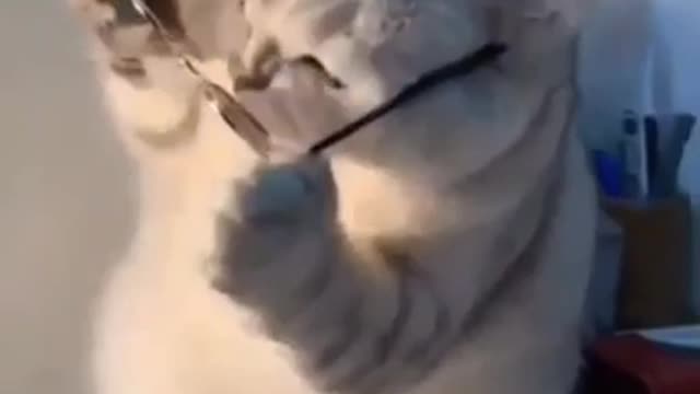 Superstar Cat on action | Sunglass removing action cat
