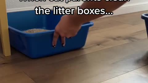 When cat parents clean the litter boxes...