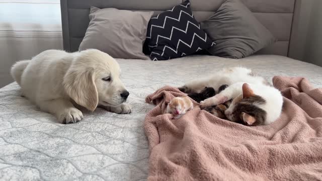 Golden Retriever Puppy Meets Mom Cat with Newborn Kittens for the First Time