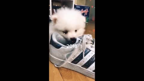 😂 TIKTOK FUNNY DOG COMPILATION 😂 CUTE BABY DOGS