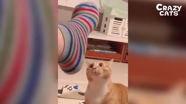 Funny Cats and Dogs Funniest Compilation of 2021 Crazy Cats
