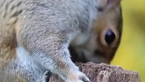 Cute animals