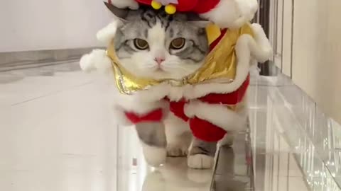 cute cat