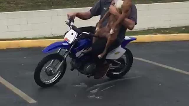 Dad and Dog Go Driving Around