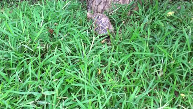 Star Turtle