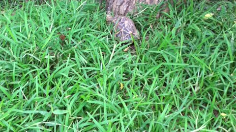 Star Turtle