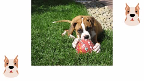 Tips on how to register your dog