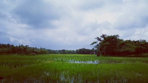 green weather