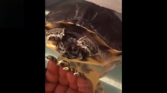 Cute And Funny Pets that are really funny
