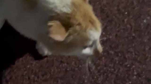 A cat eating chicken on the street.