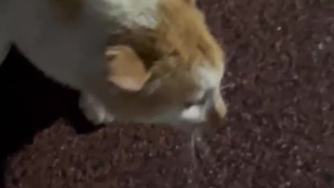 A cat eating chicken on the street.