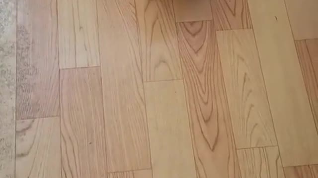 This is my cat