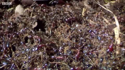 Ants Devour Slug Alive! | Natural World: Ant Attack | BBC Earth