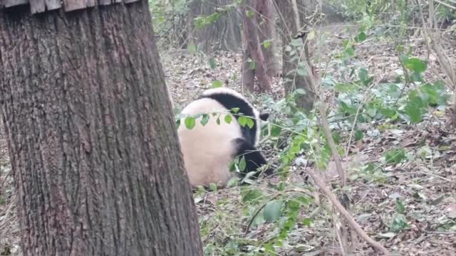 Giant panda falling from a tree