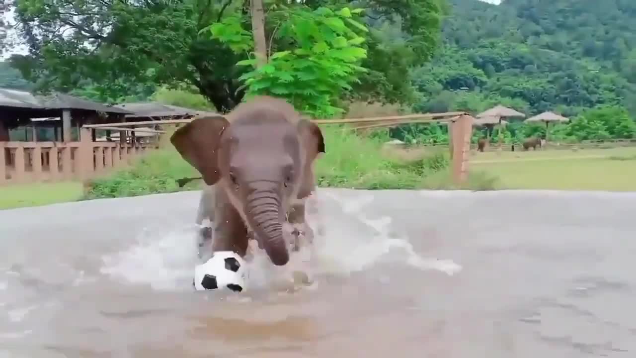 Little Elephant playing in the water. so cute