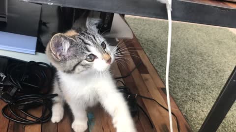 The cat is crazy 😂😂🐈