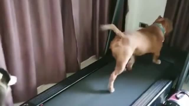 Funny dogs running on the treadmill.