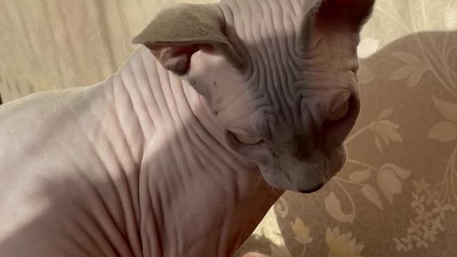 Cute Cat Lio the Sphynx With Beautiful Green Eyes