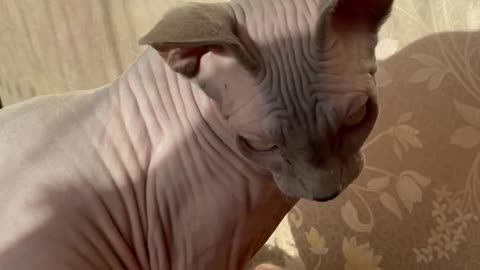 Cute Cat Lio the Sphynx With Beautiful Green Eyes