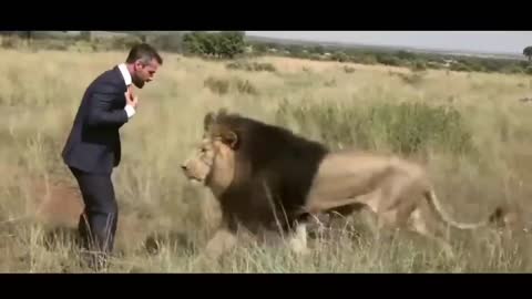 It's amazing a man playing with a lion