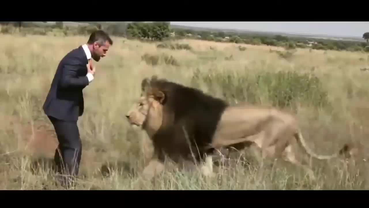 It's amazing a man playing with a lion