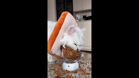 Funny animal videos