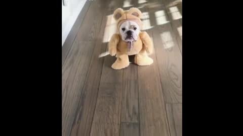 Dressed puppy