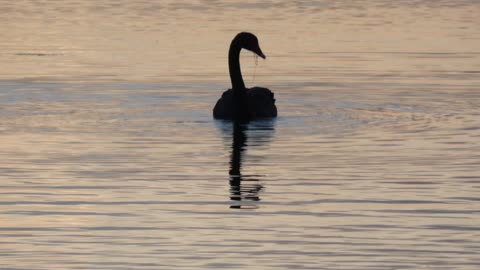 Swan in pond Melbourne Australia