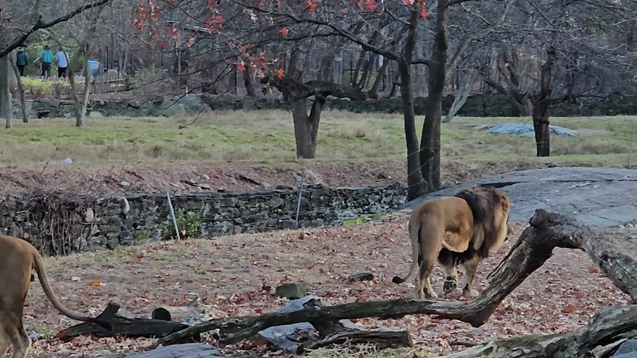 Majestic Stride: Lion Walking Like a True Boss